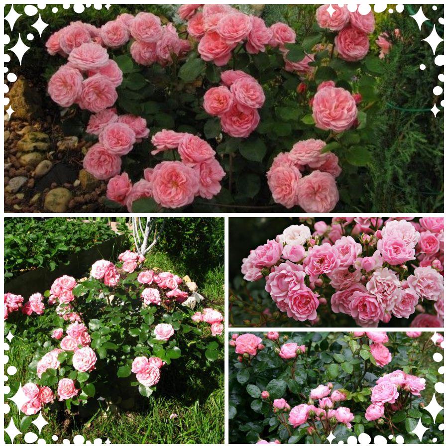 Bailando róża rabatowa